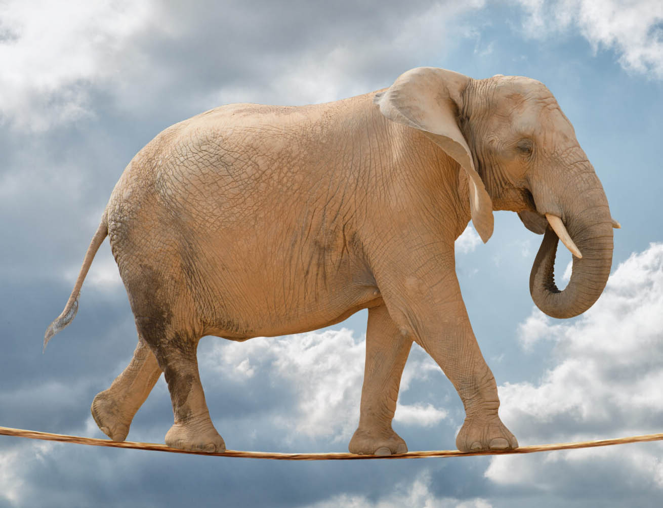 Elephant on a rope
